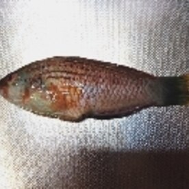 釣り魚料理 ホシササノハベラの炙り霜降り造り レシピ 作り方 By 釣りシン 楽天レシピ 釣り魚料理 ホシササノハベラの炙り霜降り造り レシピ 作り方 By 釣りシン 楽天レシピ